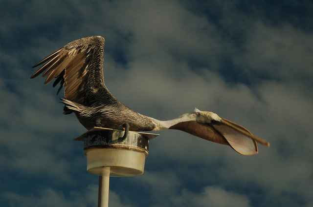 brown pelican, kure beach, nc